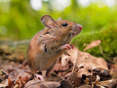 森林底层自然生境中的野地鼠Apodemussylva背景图片