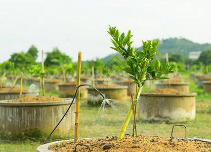 柠檬树PlantationGrow图片