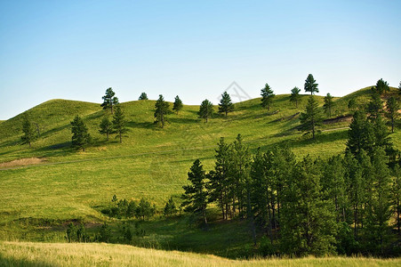 南达科他州黑山景观山丘和树木自然照片集美图片