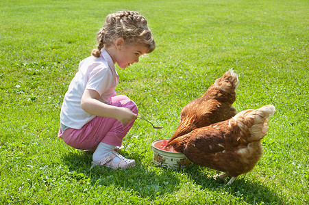女童喂养鸡图片