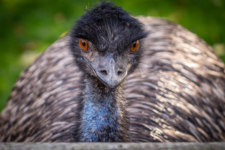 大型Emu鸟Dromaiusnovaehollandiae图片