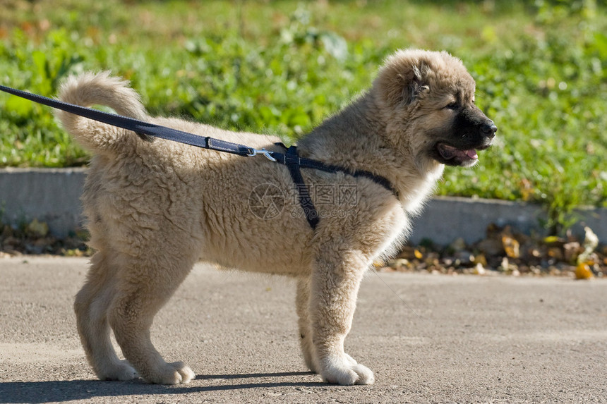 高加索牧羊犬的小狗在散步图片