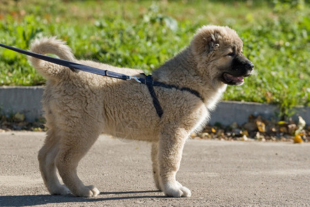 高加索牧羊犬的小狗在散步图片