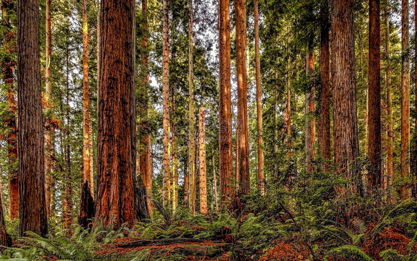 北加利福尼亚州红木森林的景观图像日间图片