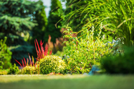 花园植物近距离接近照片景色后院花园和夏图片