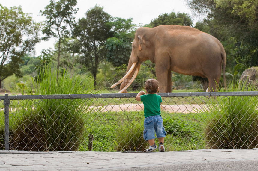 小男孩站在脚趾上白天在动物园看大图片