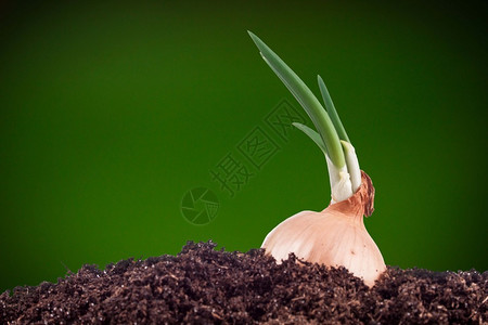 绿色背景下土壤中的洋葱图片
