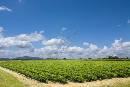 夏日风景如画的草莓田图片