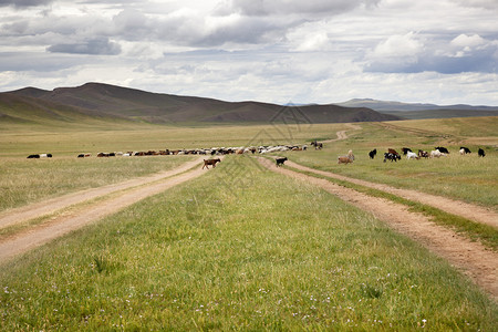 一群山羊和牧羊人骑着马越过戈壁沙图片
