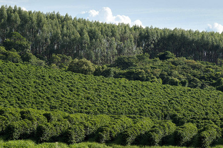 查看带咖啡种植园的农场巴西的农场咖啡种植园图片
