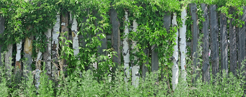 常春藤覆盖的木栅栏图片