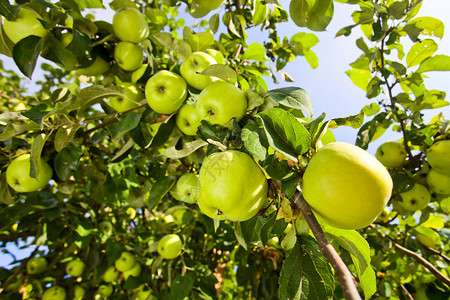 果园一棵树上的青苹果图片
