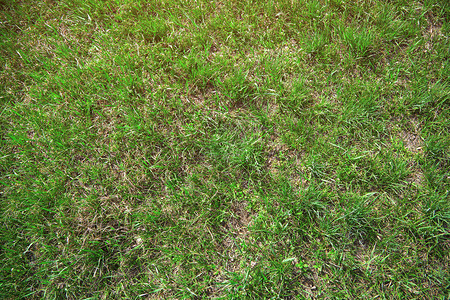 地面上草的特写纹理背景图片