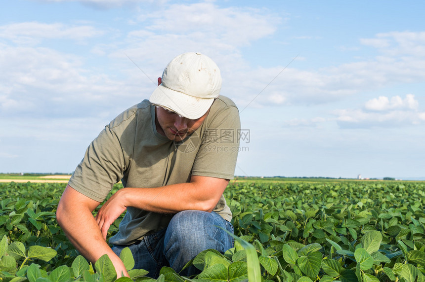 大豆田的年轻农民图片