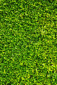 绿盒子树篱背景与绿叶图片