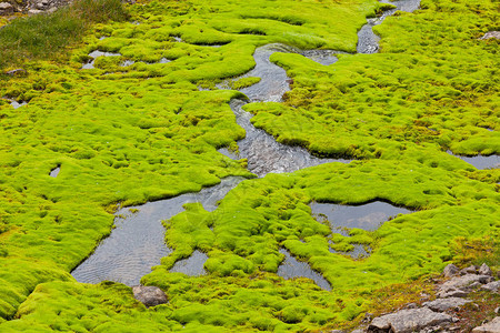 冰岛有绿色青苔的小河溪流水平拍摄图片