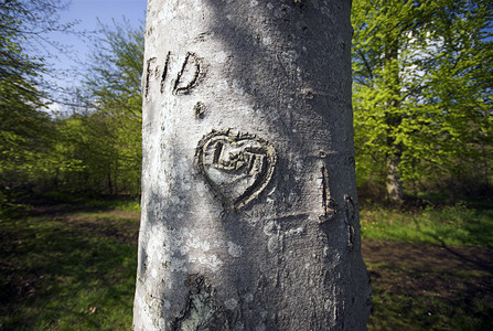 爱手语在春天的山毛榉树上切割图片