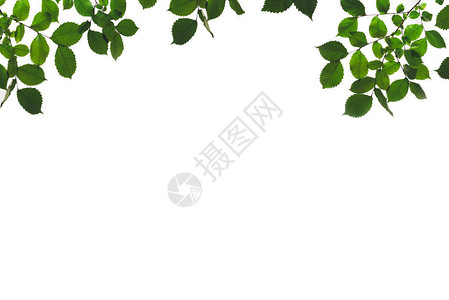 树枝和树枝与绿叶隔离在白色图片