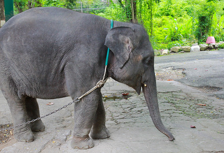 小泰国大象在动物园里图片