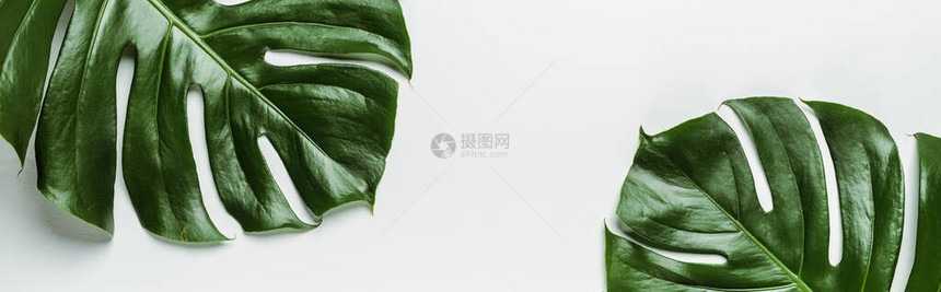 白色背景上绿色棕榈叶的视图片