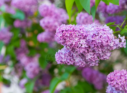 美丽盛开的丁香花紫罗兰色的春天花朵图片