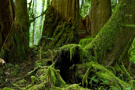 苔藓森林详细信息太平洋西北热带雨林栖息地长满苔藓的雨林图片