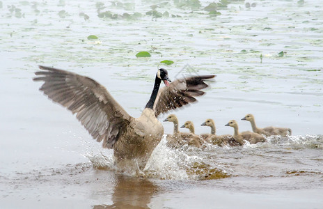 一只母鹅保护不了她小家族的花生它们滑向美国密歇根州一个池塘的背景图片
