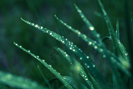 雨后叶子上水滴的宏观图像选择聚焦图片
