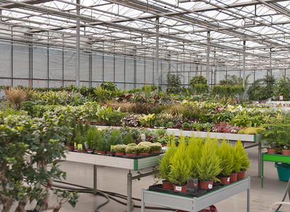 温室种植各类植物图片