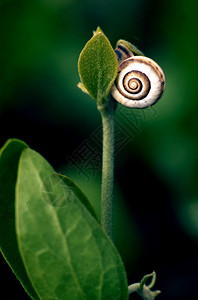 绿色植物上的蜗牛壳图片