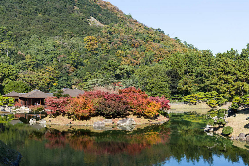 日本栗林美丽的花园图片