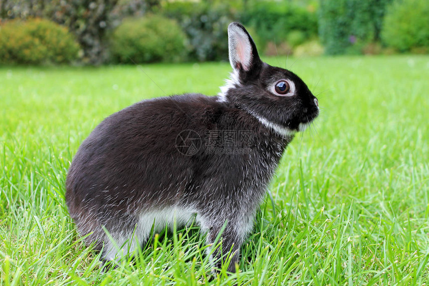 绿草背景上的小黑兔荷兰矮兔图片