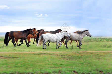 一群马在绿草地上疾驰图片
