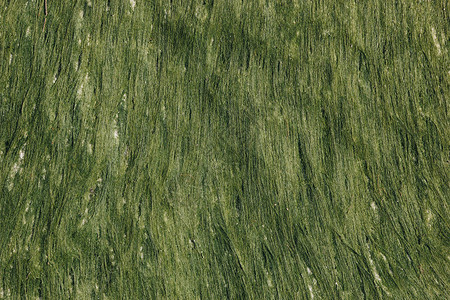 背景与湿绿色海藻的特写图片
