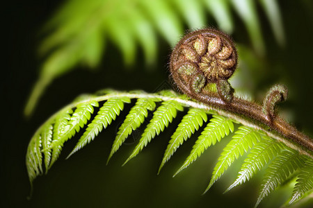 新西兰的标志fernkoru在绿色模糊图片