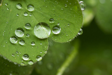 绿三叶草上雨滴的宏观特写背景图片