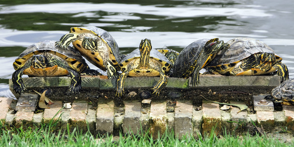 一些乌龟躺在池塘的岸边图片