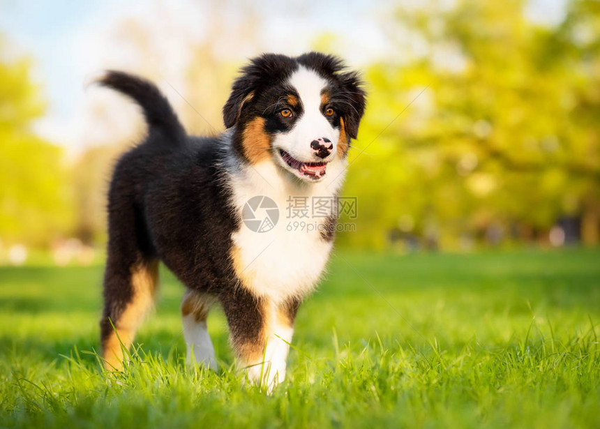 快乐的澳大利亚狗在夏天或春天在绿草丛生的草地上散步美丽的澳大利亚牧羊犬3个月大可爱的狗喜欢在图片