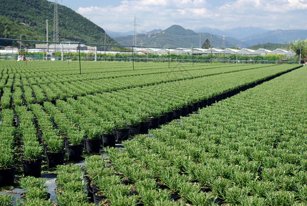 在温室里种植迷迭香图片