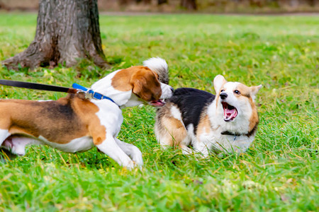年轻精力充沛的狗走在草地上狗互相玩耍行为攻击咬人和叫声图片