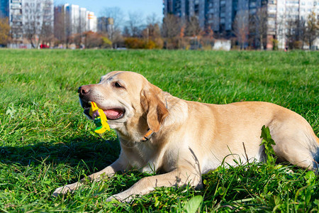 夏季宠物健康拉布多犬狗和它的主人一起玩图片