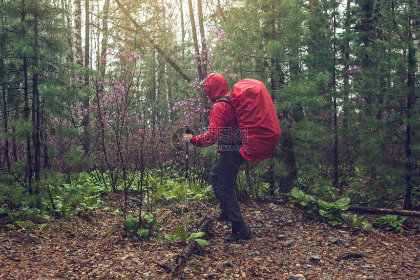 徒步旅行者旅游在雨天带着红色背包在雾中前往绿色山林在大自然的野外旅行图片