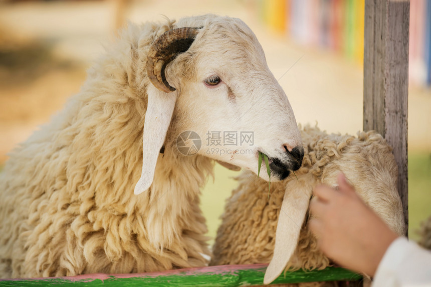 孩子在农场喂羊泰国图片