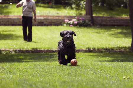 黑狗追球人玩狗背景图片