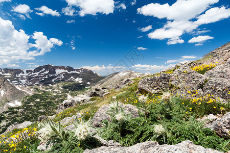 盛开在科罗拉多落基山脉荒野景观中的野花图片