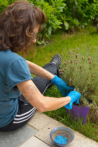 妇女将肥料添加到家庭花园的图片