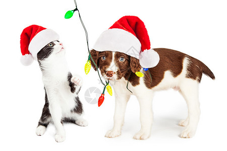 可爱有趣的小狗和小猫玩着一连串的圣诞灯光在白色图片