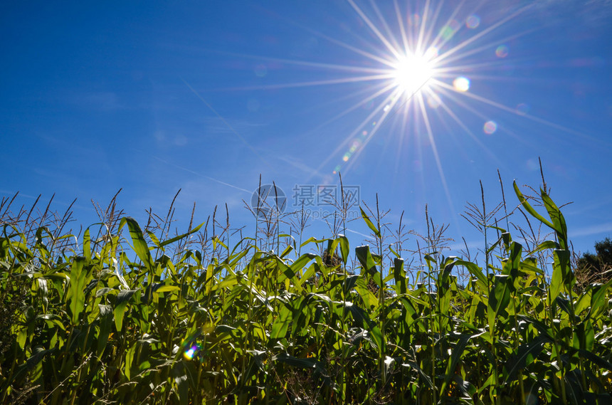 在一片绿色玉米田的阳光图片