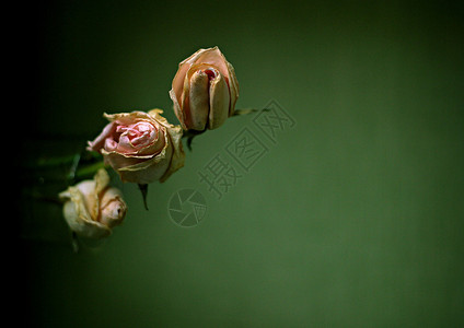 在绿色背景的三朵枯萎的玫瑰背景图片