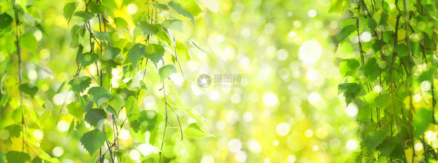 绿灯叶树枝绿色bokeh背景图片